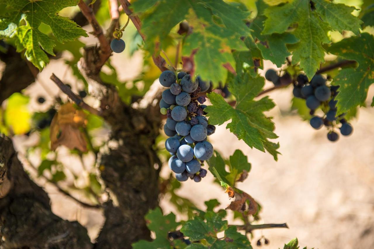 Viglione Wine Resort Santeramo in Colle Bagian luar foto